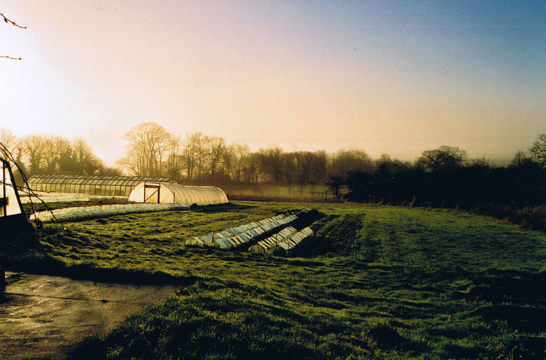 West side of garden in Winter