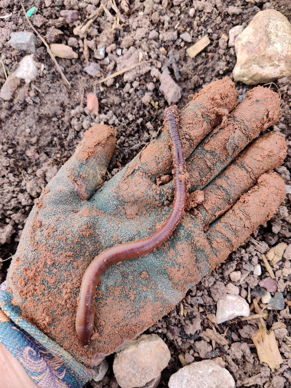 picture of worm and soil